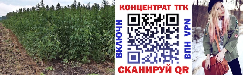 как найти   Шадринск  ТГК THC oil 